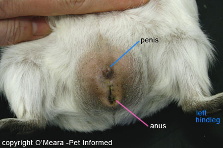 Guinea Pig Anus