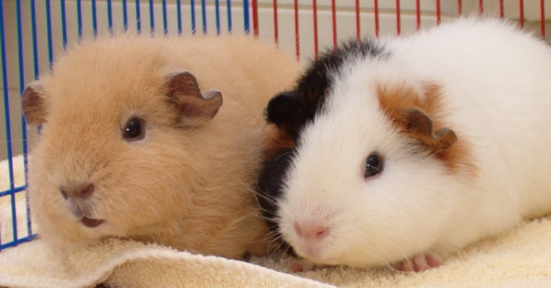 teddy guinea pigs