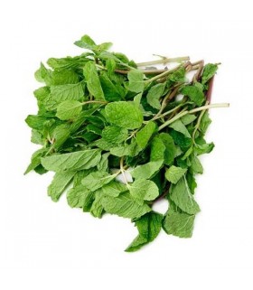 Fresh Grown Organic Herbs - Mint