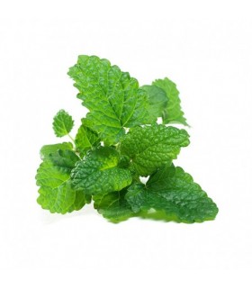 Fresh Grown Organic Herbs - Lemon Balm