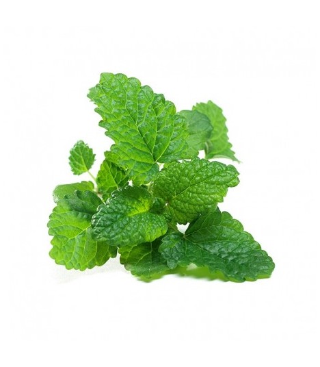Fresh Grown Organic Herbs - Lemon Balm