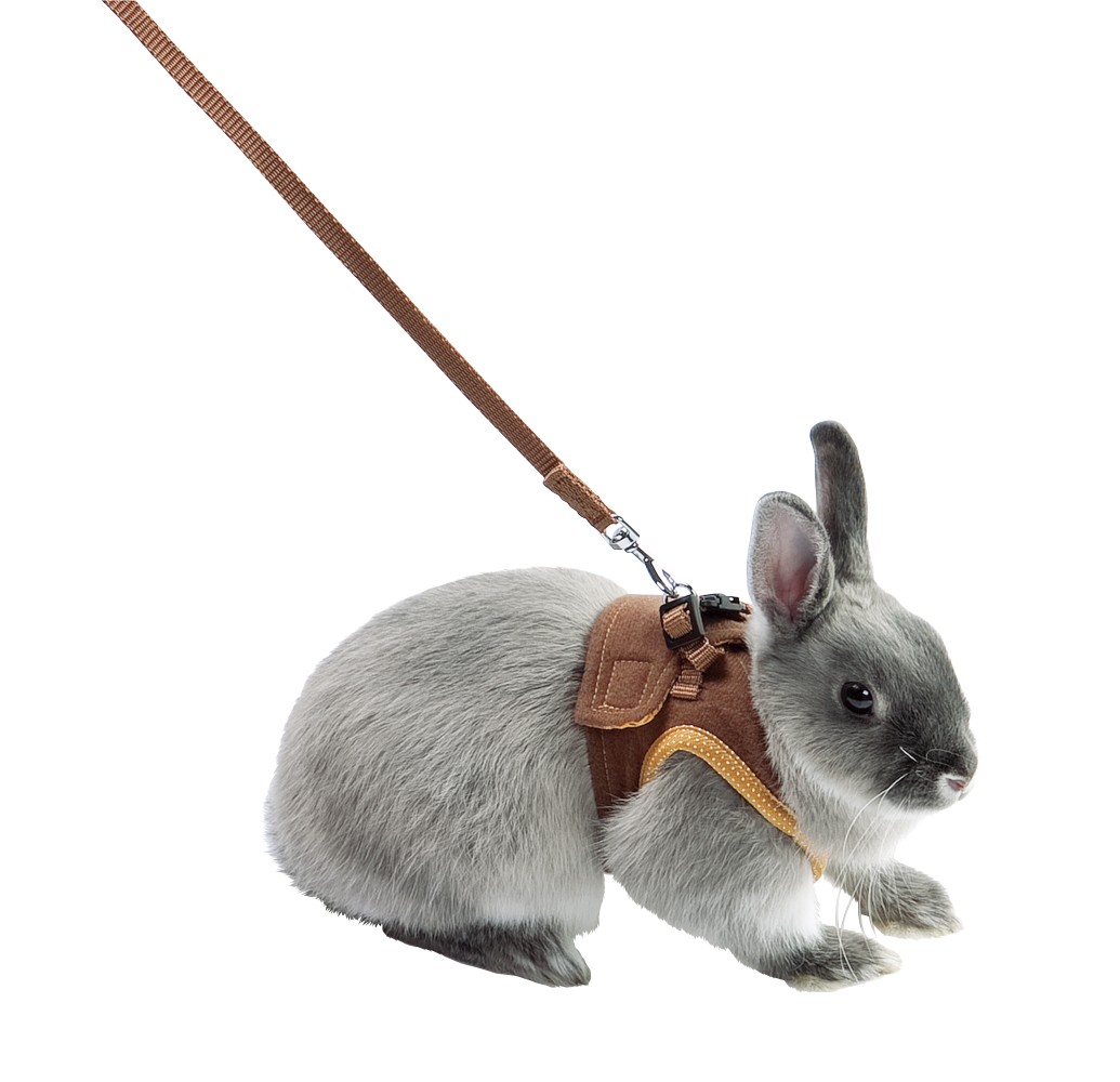 rabbit halter and leash