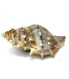 Zoo Med Hermit Crab Growth Shell 1pcs - Large