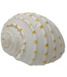 Zoo Med Hermit Crab Growth Shell 1pcs - X-Large