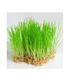 Freshly Grown Organic Wheat Grass For Your Pets