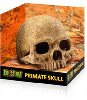 Exo Terra Human Skull Hiding Cave