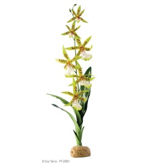 Exo Terra Spider Orchid