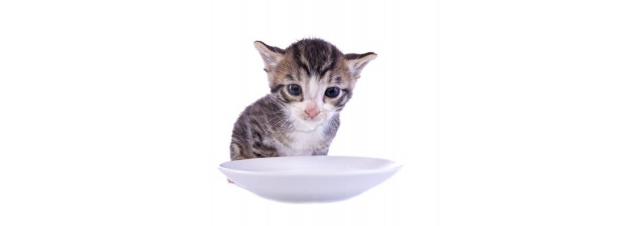Milk for Kittens & Cats