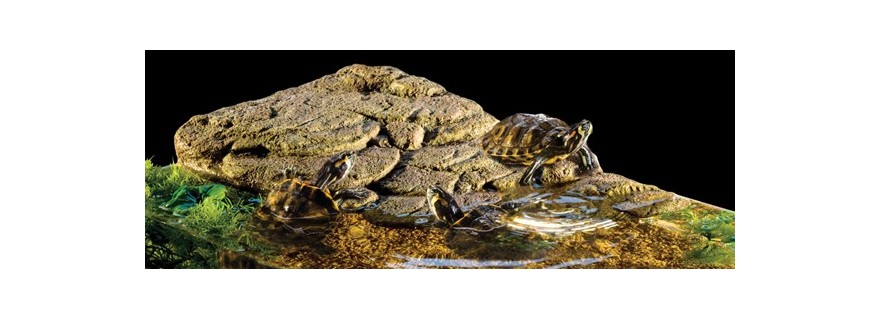 Aquatic Turtle / Land Tortoise