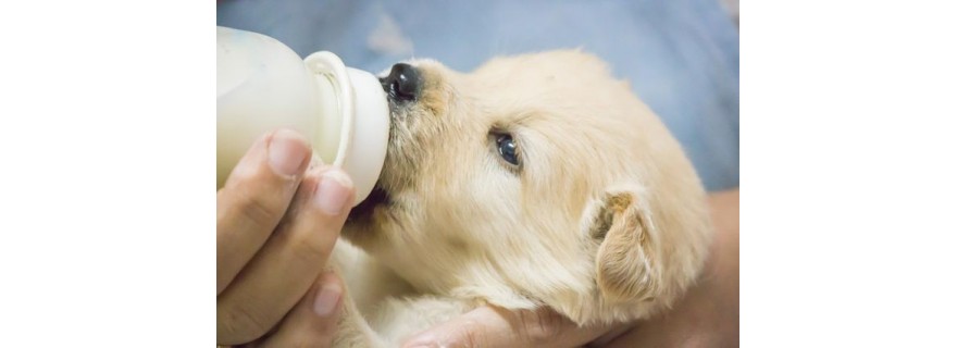 Milk for Puppies & Dogs